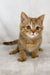 Cute Golden Tabby Kitten from Uno, the adorable Scottish Straight breed