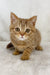 Golden tabby kitten Uno, a sweet Scottish Straight cutie ready for cuddles