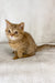 Golden tabby kitten Uno from the Scottish Straight breed, super cute and playful