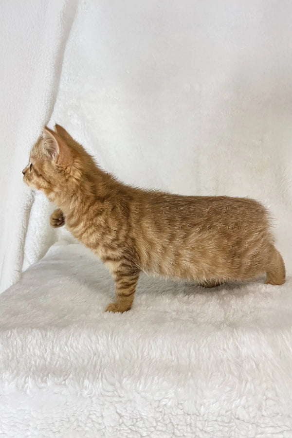 Cute Orange Tabby Kitten from Uno, a Scottish Straight breed, ready for cuddles!