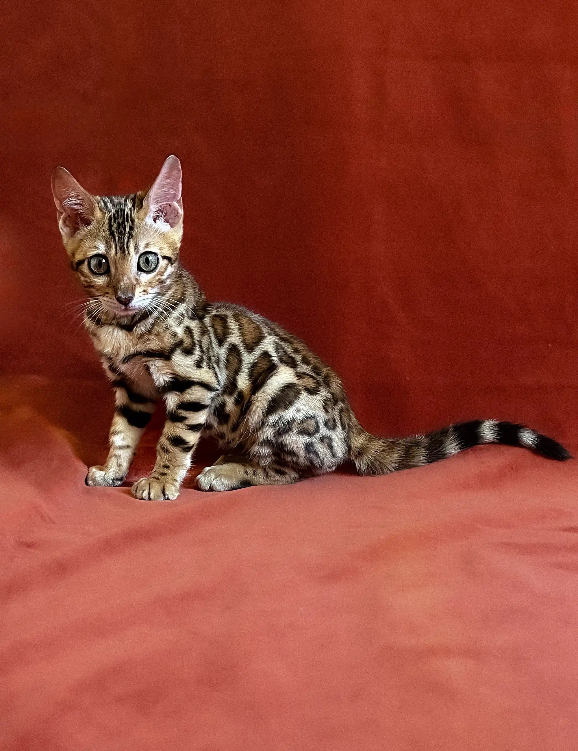Bengal Kittens For Sale Upton | Kitten