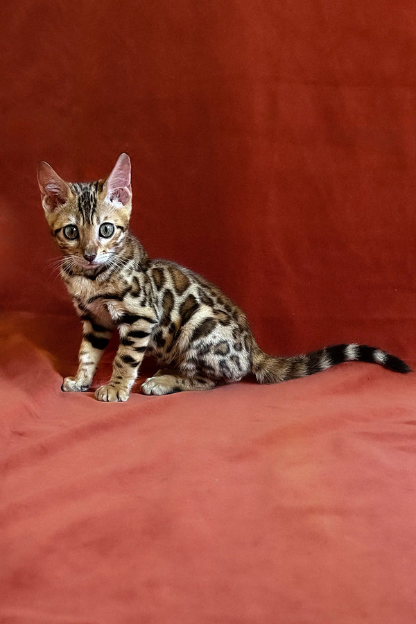 Upton Bengal Kitten with spotted coat, lounging on a vibrant red surface