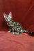 Upton Bengal Kitten lounging on a bright red surface with a stunning spotted coat