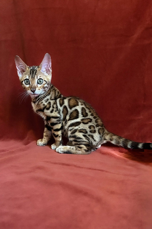 Upton Bengal Kitten lounging on a bright red surface with a stunning spotted coat