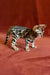 Adorable Upton Bengal kitten with a unique spotted and striped coat