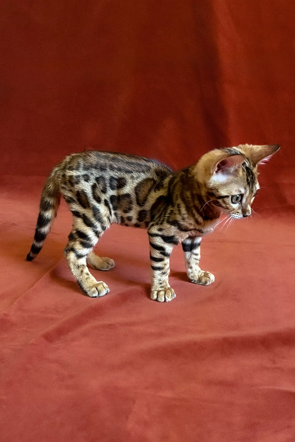 Adorable Upton Bengal kitten with a unique spotted and striped coat