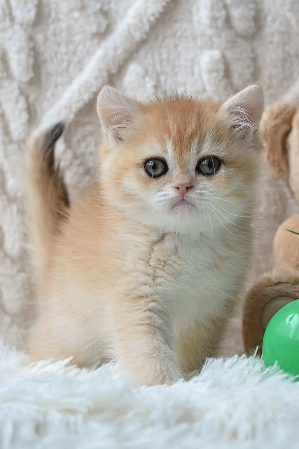 Cute Golden British Shorthair kitten from Uran | British Shorthair Kitten collection