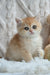 Adorable golden British Shorthair kitten named Uran with big expressive eyes