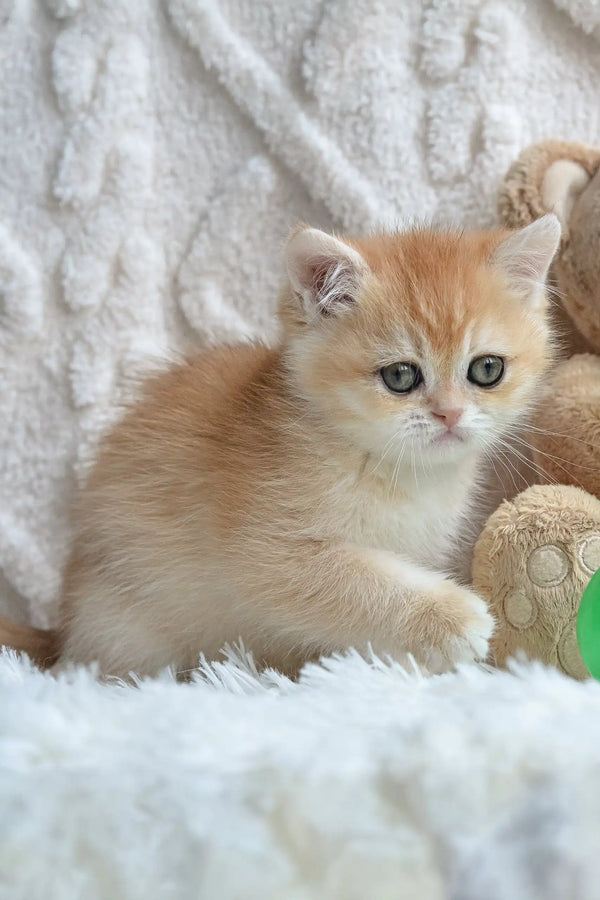 Adorable Golden kitten with big eyes from Uran, a British Shorthair Kitten