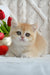 Golden British Shorthair kitten named Uran with stunning green eyes