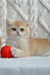 Cute Golden Kitten playing with a red ball from Uran British Shorthair Kitten