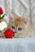 Cute golden kitten playing with a red yarn ball, featured in Uran British Shorthair Kitten