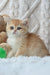 Golden British Shorthair kitten named Uran cuddling a cute teddy bear