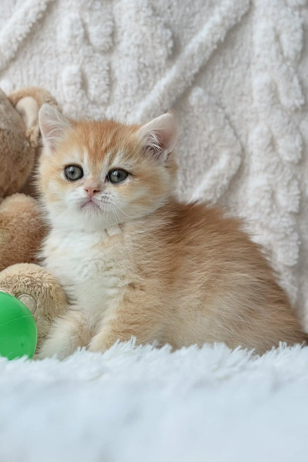 Golden British Shorthair kitten named Uran cuddling a cute teddy bear