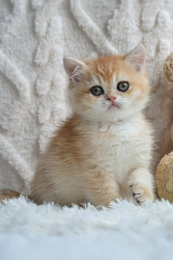 Golden and white kitten from Uran, a cute British Shorthair breed