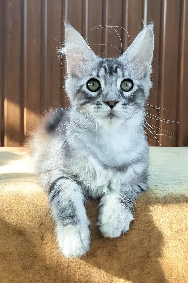 Urania | maine coon kitten