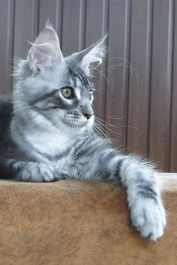 Urania | maine coon kitten