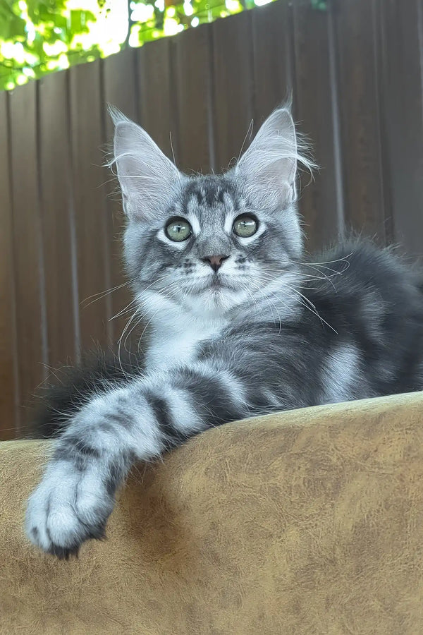 Urania | maine coon kitten