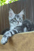Urania | maine coon kitten