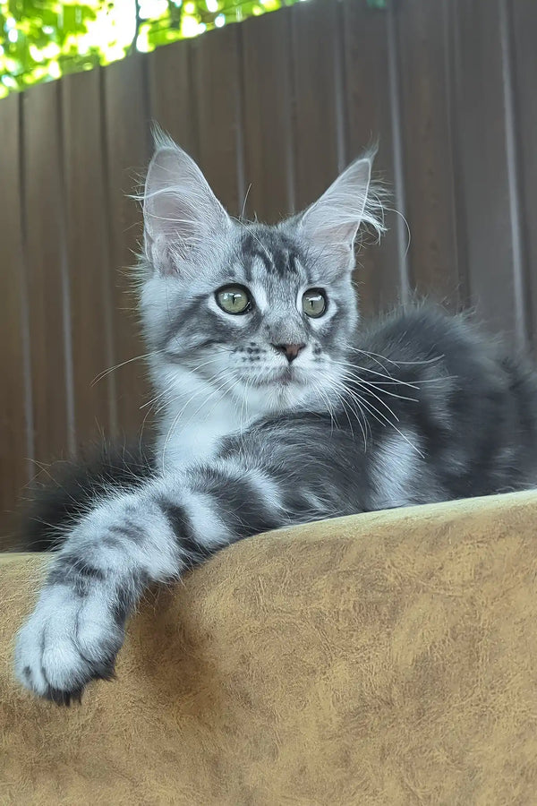 Urania | maine coon kitten