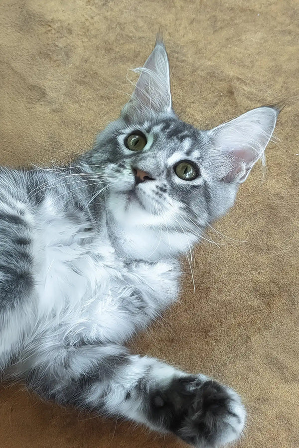 Urania | maine coon kitten