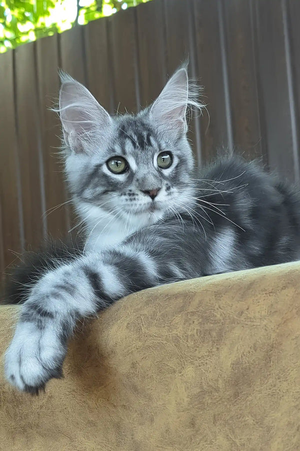 Urania | maine coon kitten