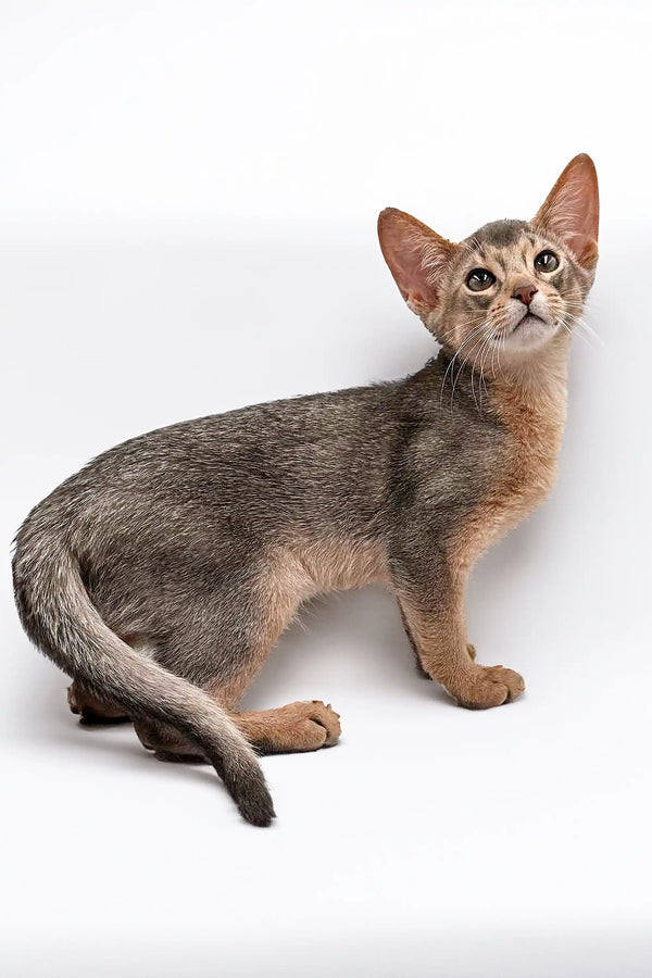 Slender Abyssinian kitten with big ears and a cool ticked coat for Urban Abyssinian lovers