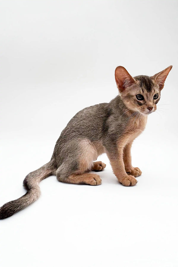 Cute Urban Abyssinian kitten with a ticked coat and big ears sitting alert