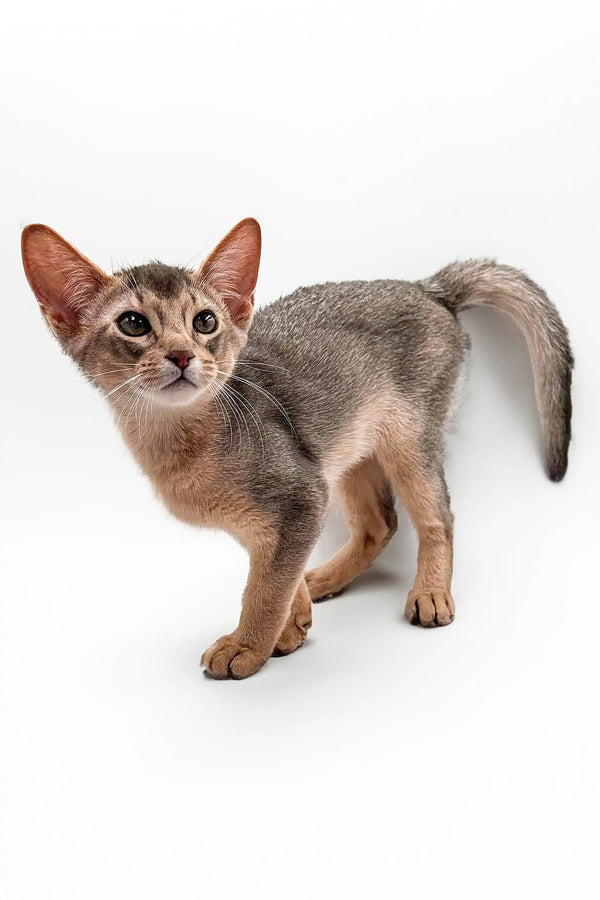 Urban Abyssinian kitten with large ears and slender body, playful and adorable!