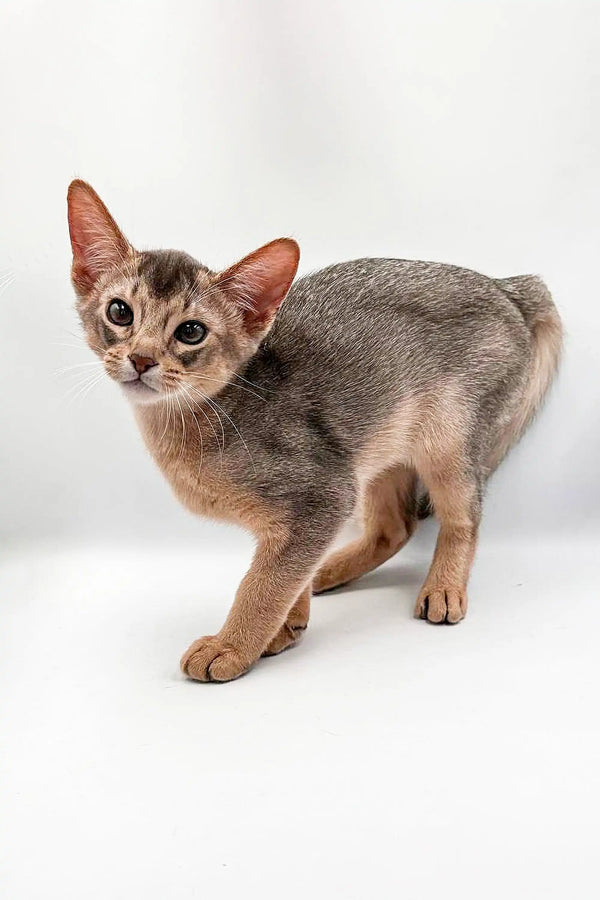 Slender Urban Abyssinian kitten with large ears and a unique ticked coat