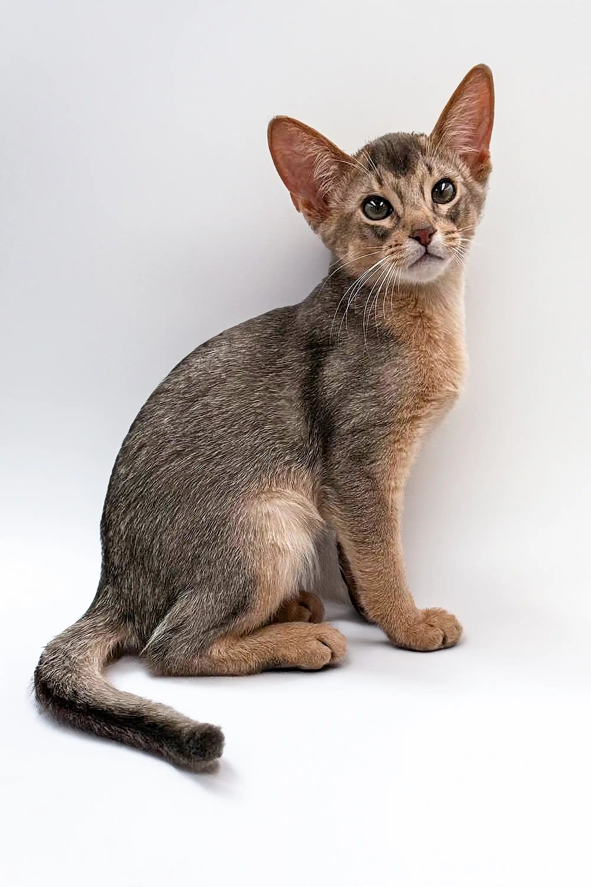 Ruby Abyssinian Meet Urban: A Charming Abyssinian Kitten