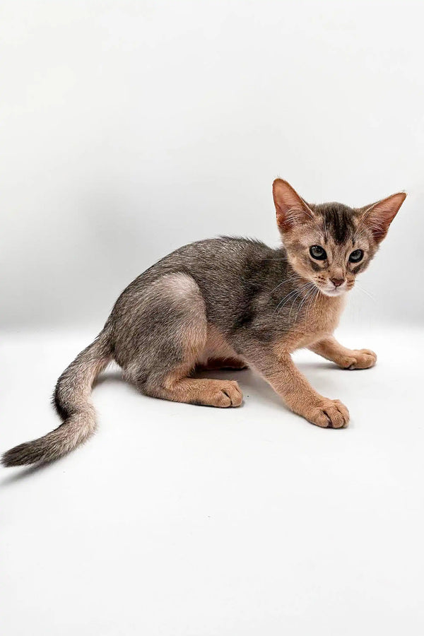 Abyssinian kitten with large ears lounging on a surface, perfect for Urban Abyssinian lovers