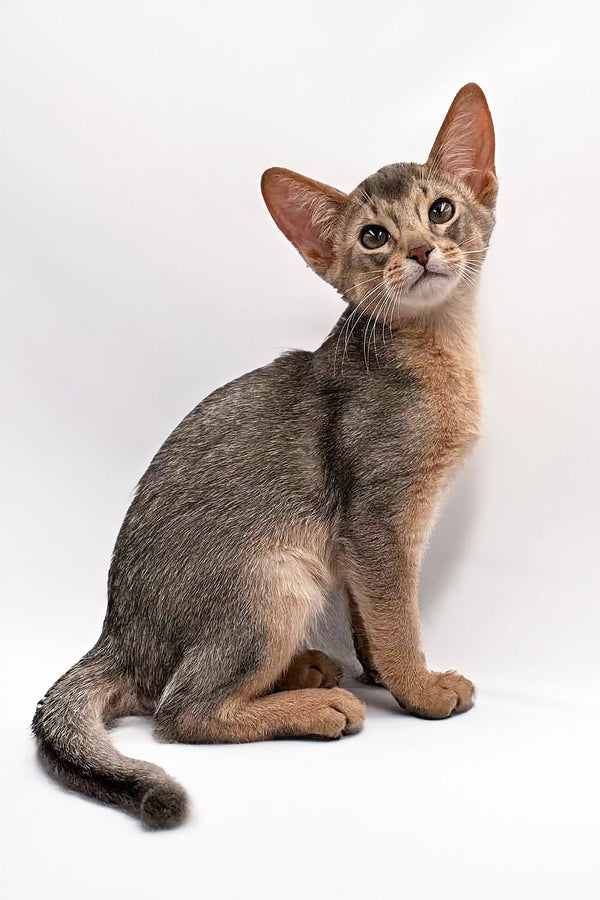 Slender Urban Abyssinian kitten with big ears and a keen, alert look