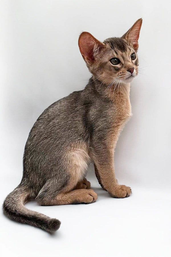 Urban Abyssinian kitten with a sleek coat and large ears, ready for new adventures