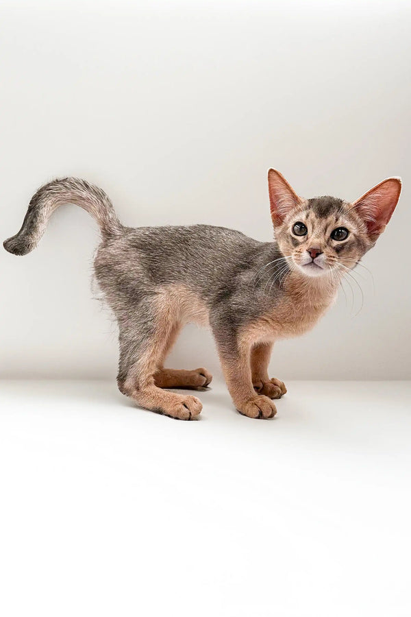 Cute Urban Abyssinian kitten showcasing large ears and a slender body
