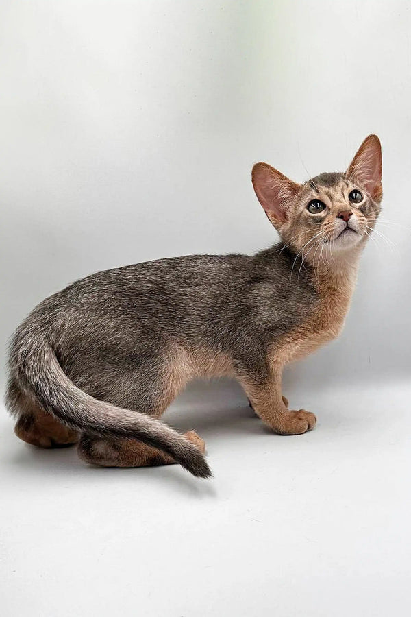 Slender Urban Abyssinian kitten with short hair, large ears, and a long tail