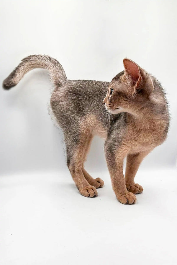 Adorable Urban Abyssinian kitten with a slim body and unique ticked coat