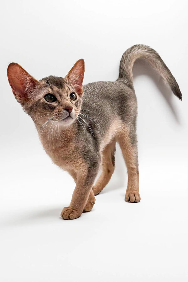 Urban Abyssinian Kitten showcasing a sleek body, large ears, and ticked coat