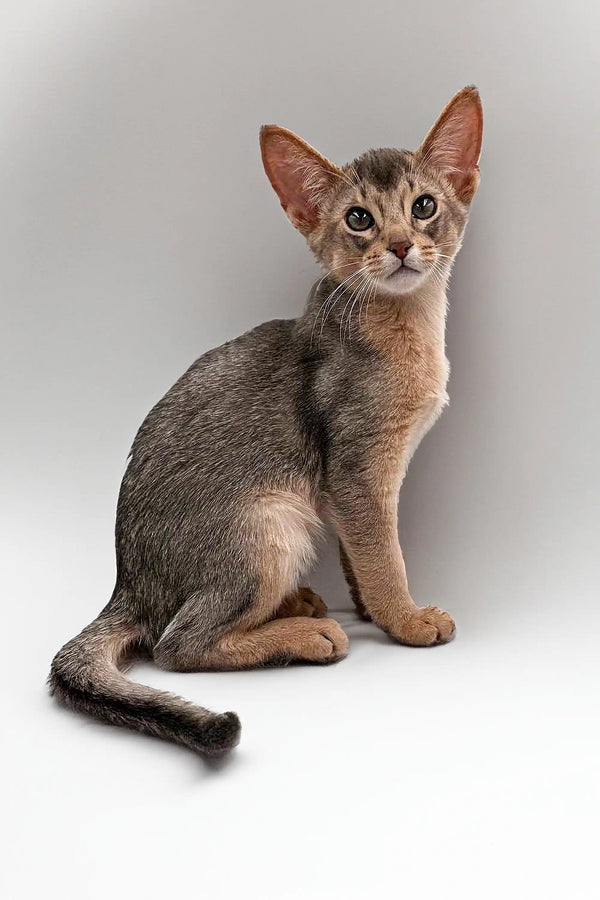 Meet Urban: A Charming Abyssinian Kitten - Main Image