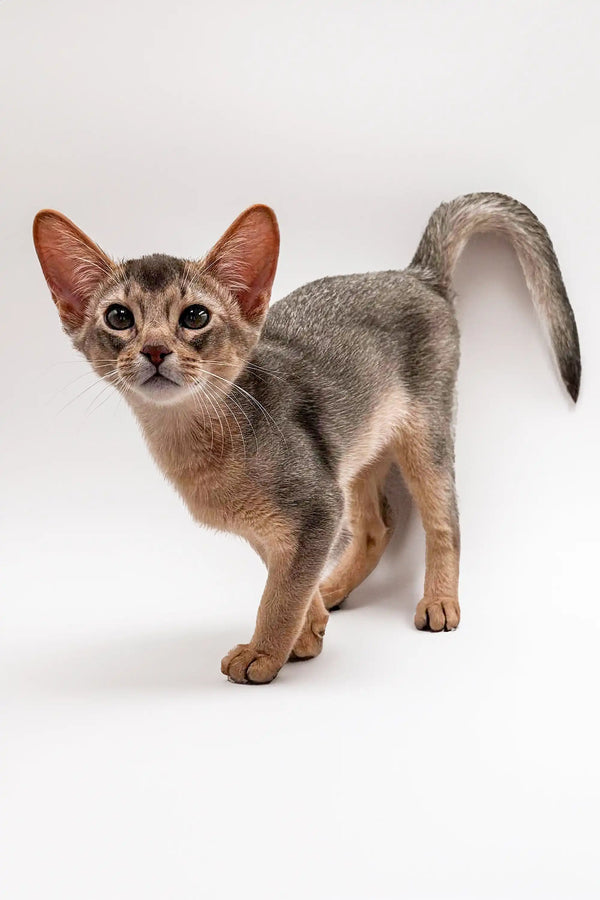 Urban Abyssinian kitten with large ears and slender body, super playful and unique