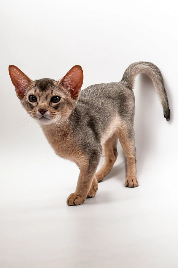 Slender Urban Abyssinian kitten with big ears and a unique ticked coat