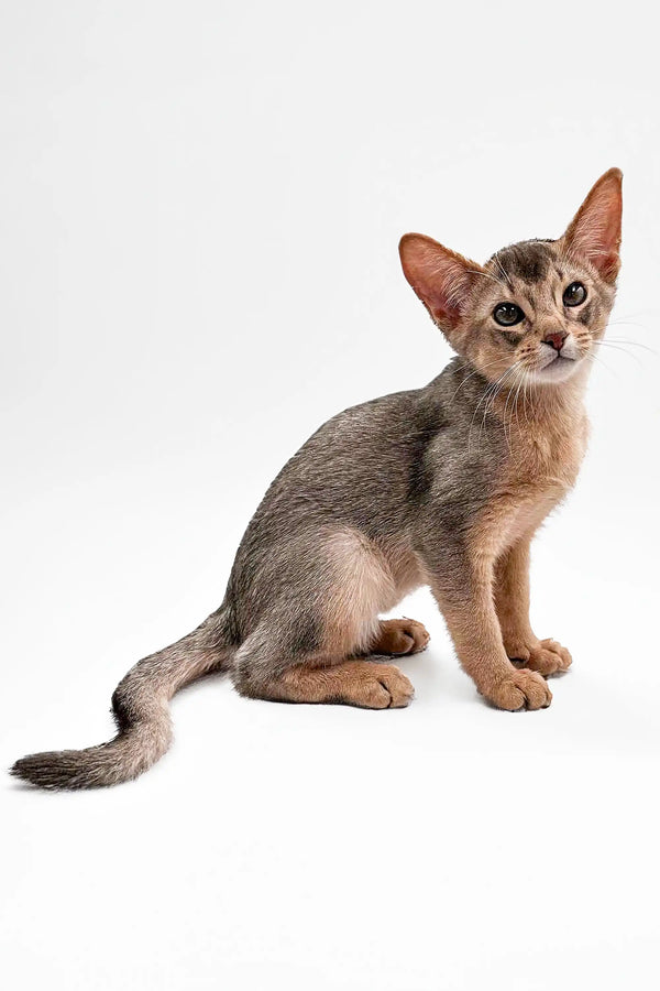 Abyssinian kitten with large ears and slender body, perfect for Urban Abyssinian lovers