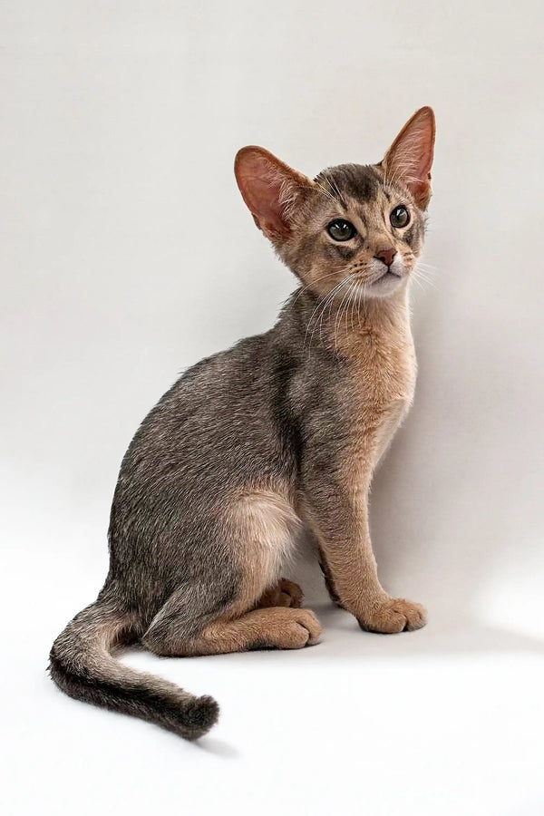 Abyssinian kitten with sleek coat and big ears, perfect for urban living