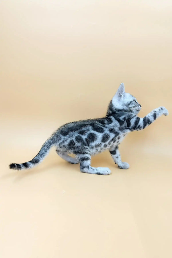 Urban | bengal kitten