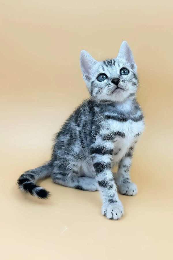 Urban | bengal kitten