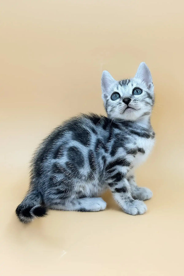 Urban | bengal kitten