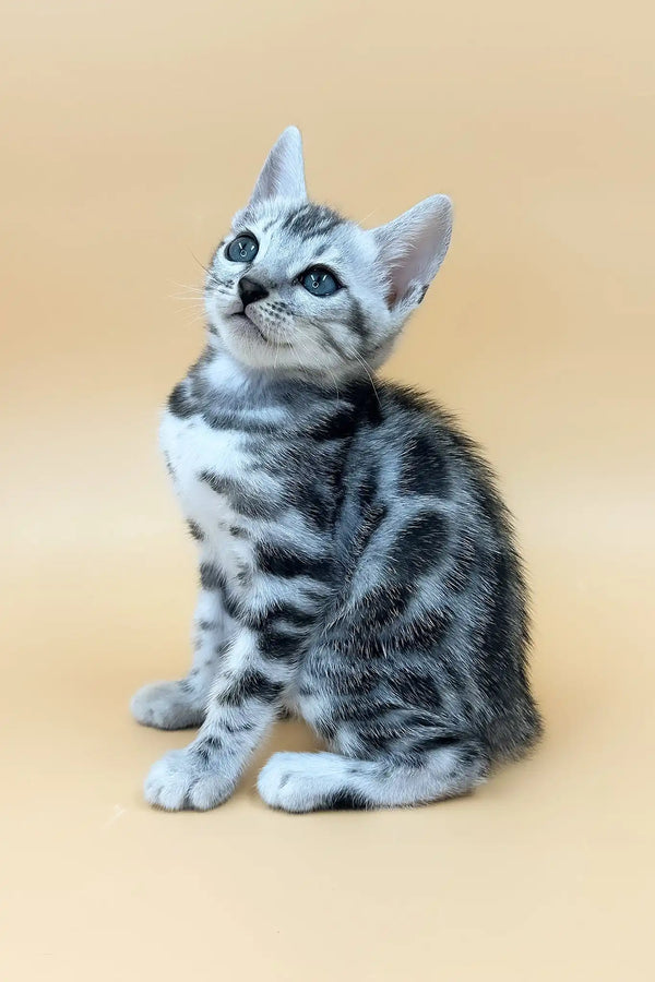 Urban | bengal kitten