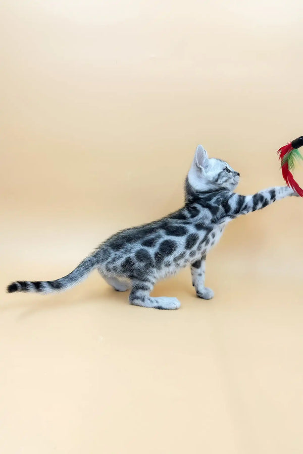 Urban | bengal kitten