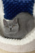 Urban | scottish straight kitten