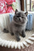 Urban | scottish straight kitten